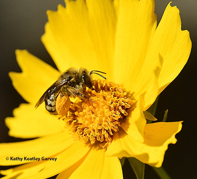 Clockwise works for this sunflower bee,  Svastra obliqua expurgata.  (Photo by Kathy Keatley Garvey)