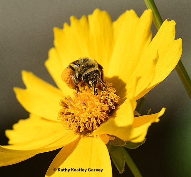 Well, hello, there! The sunflower bee, Svastra, looks up at the photographer. (Photo by Kathy Keatley Garvey)