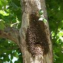 As temperatures soar, feral honey bees engage in bearding to reduce the heat load inside.  These bees are in a sycamore tree on the UC Davis campus. (Photo by Kathy Keatley Garvey)