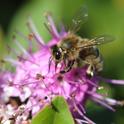 Honey bee foraging on hebe. (Photo by Kathy Keatley Garvey)