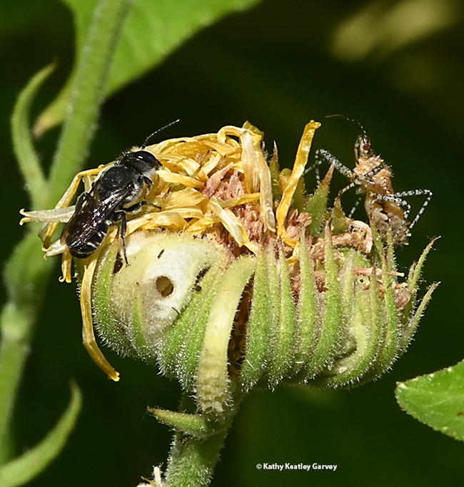 A male leafcutter bee lands on a spent flower. He is not alone. (Photo by Kathy Keatley Garvey)