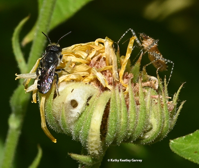 The male leafcutter bee does not see the beaked, long-legged assassin bug stalking him. (Photo by Kathy Keatley Garvey)