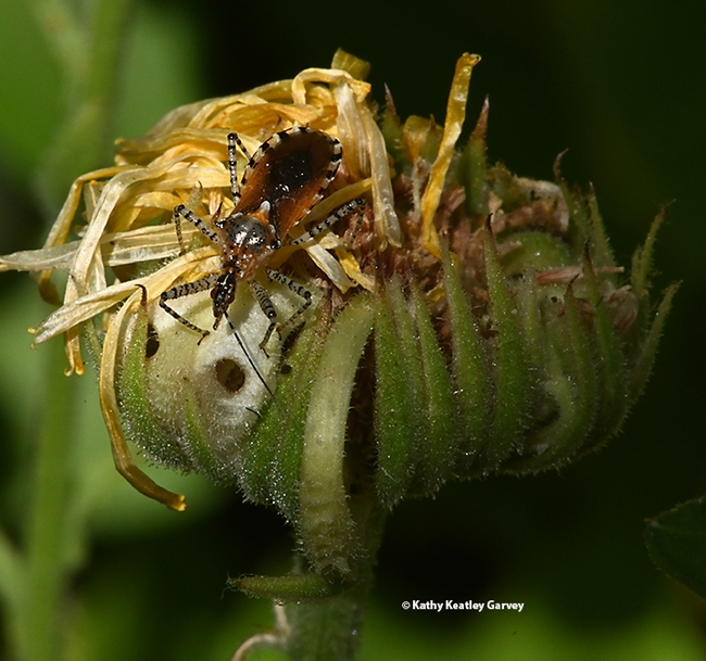 The assassin bug looks everywhere but no meal in sight. (Photo by Kathy Keatley Garvey)