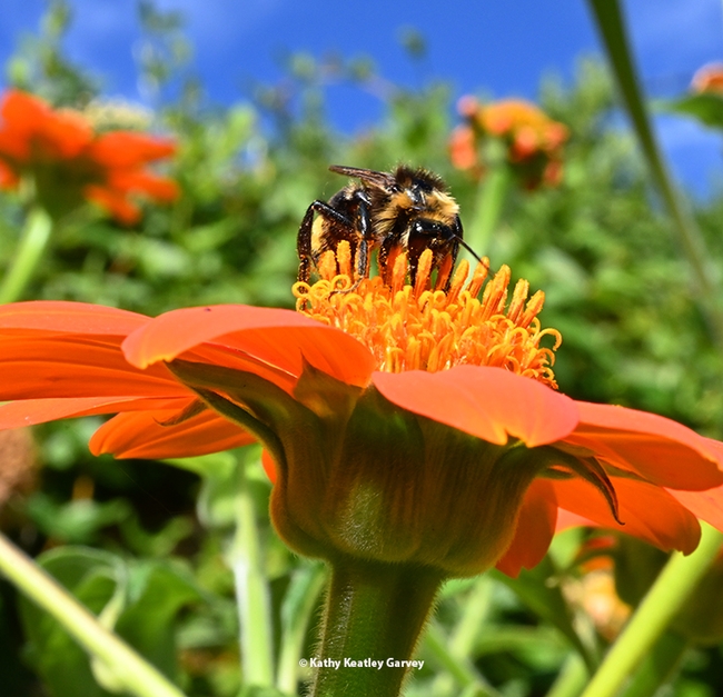 A bumble bee, identified as a male Bombus californicus, foraging on Mexican sunflower, Tithonia rotundifola, in a Vacaville garden. (Photo by Kathy Keatley Garvey)
