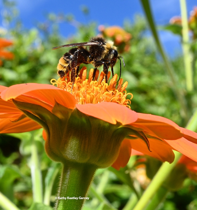 Over here is better. A male Bombus californicus foraging on a Tithonia rotundifola. (Photo by Kathy Keatley Garvey)