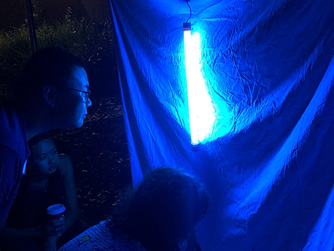 The blacklighting display at the Bohart Museum of Entomology's open house. (Photo by Kathy Keatley Garvey)