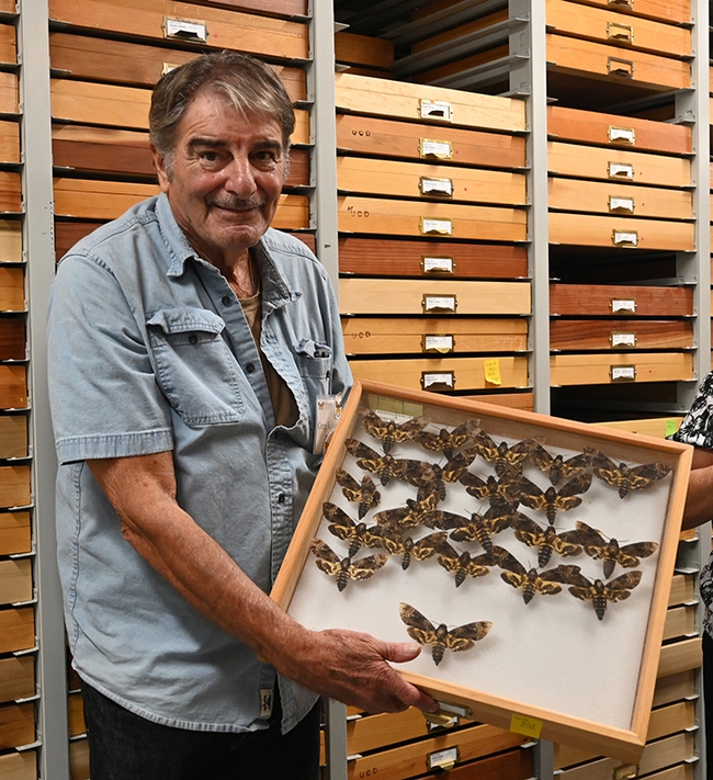 Bohart associate Greg Kareofelas displays death's-head hawkmoths, Acherontia stropos. (Photo by Kathy Keatley Garvey)