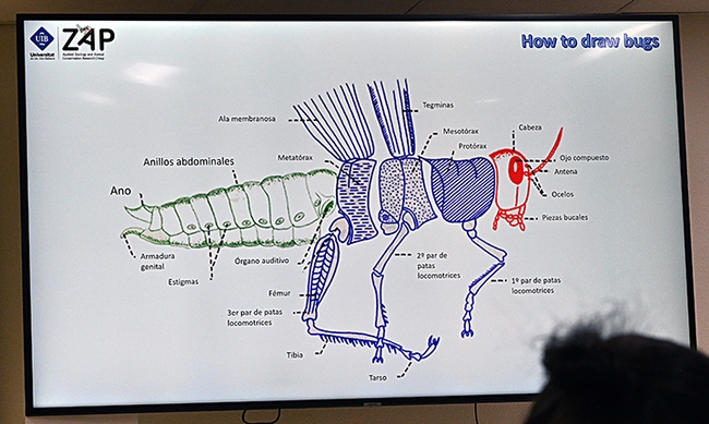 An illustration by Professor Miguel Angel Miranda. (Photo by Kathy Keatley Garvey)