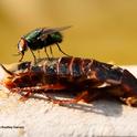 A green bottle fly feasts on a cockroach, thought to be a Turkestan cockroach, a newer species in California. (Photo by Kathy Keatley Garvey)
