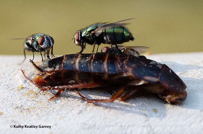 Two green bottle flies feasting on what appears to be a Turkestan cockroach. (Photo by Kathy Keatley Garvey)