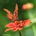 A tattered Gulf Fritillary sipping nectar from a zinnia in a Vacaville, Calif., garden. (Photo by Kathy Keatley Garvey)