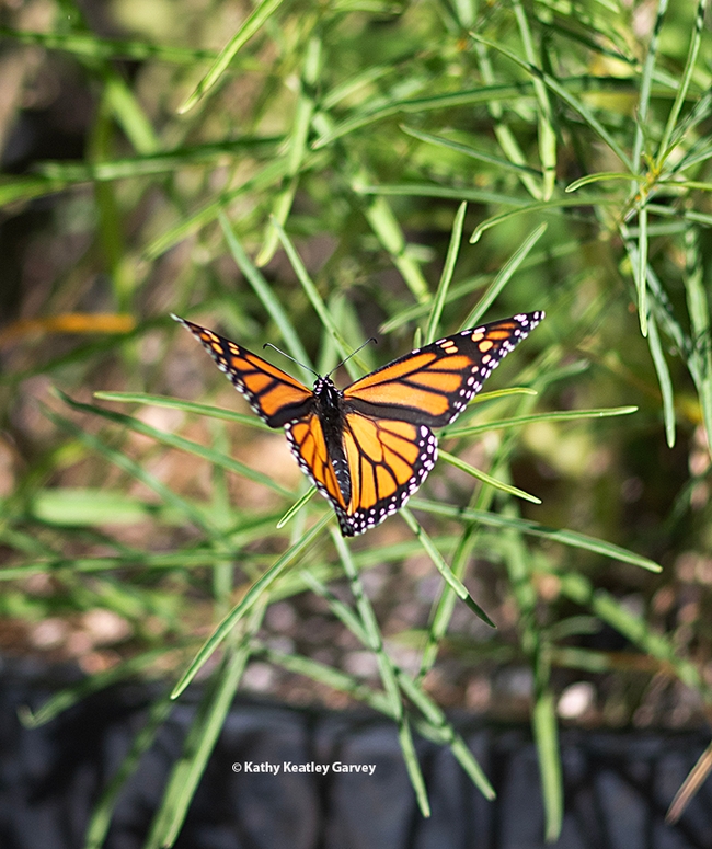 A female monarch flutters into a Vacaville garden on Aug. 10 and checks out the narrow-leafed milkweed, Asclepias fascicularis. (Photo by Kathy Keatley Garvey)