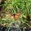 A female monarch flutters into a Vacaville garden on Aug. 10 and checks out the narrow-leafed milkweed, Asclepias fascicularis. (Photo by Kathy Keatley Garvey)