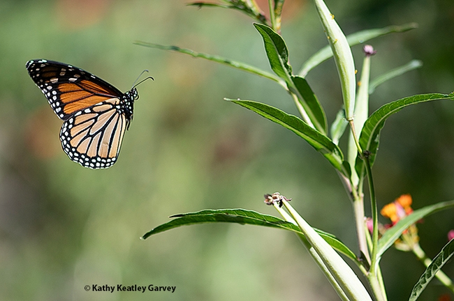The monarch heads for another milkweed. (Photo by Kathy Keatley Garvey)