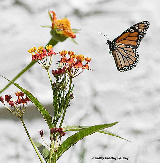 The monarch investigates a tropical milkweed, Asclepias curassavica. (Photo by Kathy Keatley Garvey)