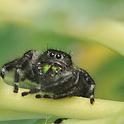 A jumping spider, probably Phidippus johnsoni, eyes the photographer. (Photo by Kathy Keatley Garvey)