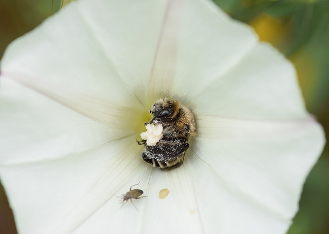 A bindweed turret bee, Diadasia bituberculata, foraging for pollen on bindweed, aka morning glory. (Photo by Rachel Vannette)