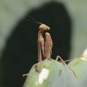A predator, a praying mantis, Stagmomantis limbata limbata, waiting for prey. (Photo by Kathy Keatley Garvey)