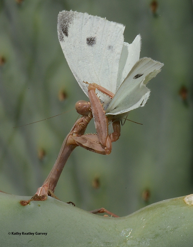 Gotcha! The praying mantis grabs a cabbage white butterfly. (Photo by Kathy Keatley Garvey)