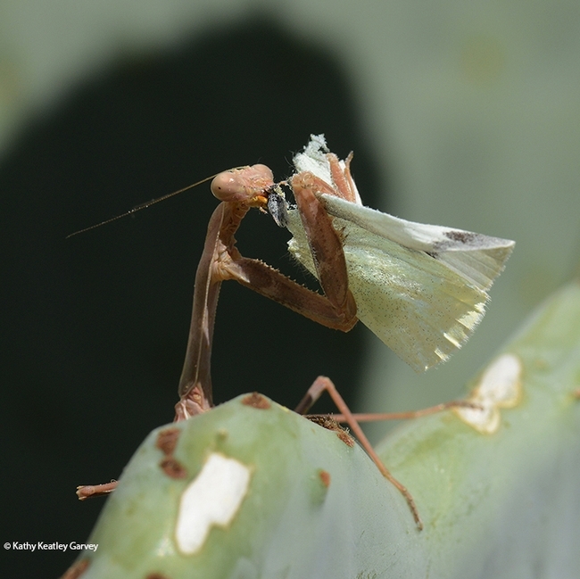 The praying mantis is hungry. (Photo by Kathy Keatley Garvey)