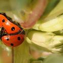 Ladybugs, aka lady beetles, in fava beans. (Photo by Kathy Keatley Garvey)