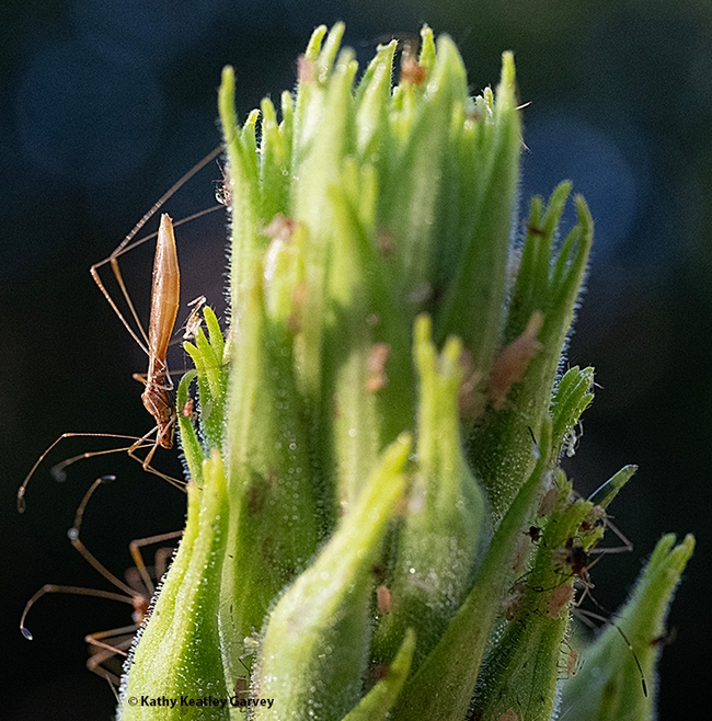A stilt bug descending an evening primrose. (Photo by Kathy Keatley Garvey)