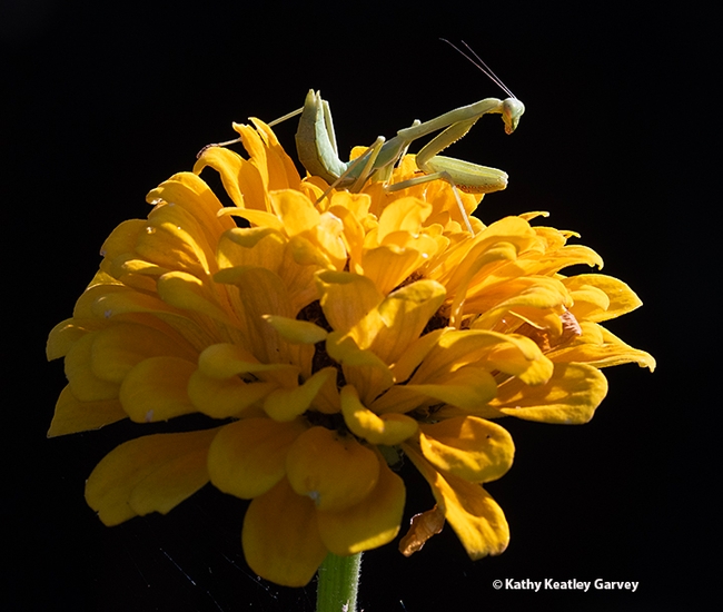 A backlit praying mantis, Stagmomantis limbata, reigns supreme on a yellow zinnia in a Vacaville pollinator garden. (Photo by Kathy Keatley Garvey)