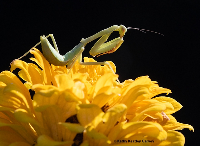 The praying mantis strikes a familiar pose. (Photo by Kathy Keatley Garvey)