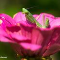 A praying mantis, a Stagmomantis limbata, is pretty in pink, nestled in a bed of pink zinnia petals. (Photo by Kathy Keatley Garvey)