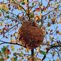 The egg-shaped nest of a yellow-legged hornet, Vespa velutina. This 33 feet high on a Liriodendron tulipífera and identified in November 2015 at the Plaza Pedro Nunes, Porto, Portugal. It became visible when autumn leaves fell. (Photo by Paula Jorge, courtesy of Wikipedia)