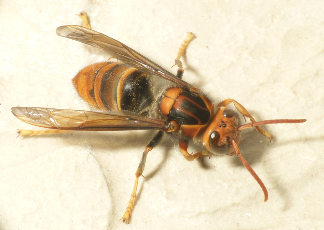 The yellow-legged hornet,  Vespa velutina. (Photo courtesy of Wikipedia)
