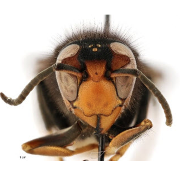 Head of a yellow-legged hornet. (Photo courtesy of Georgia Department of Agriculture)