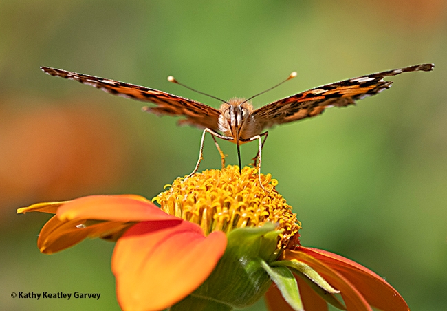 The Painted Lady, looking ready for take-off, sips nectar from a Mexican sunflower, Tithonia rotundifola. (Photo by Kathy Keatley Garvey)
