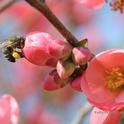Honey bee visiting flowering quince. (Photo by Kathy Keatley Garvey)