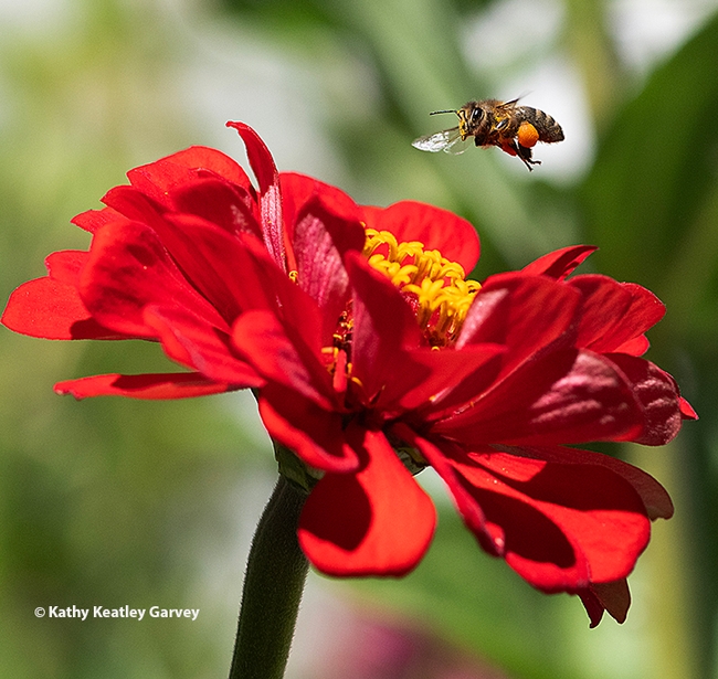 A honey bee, packing a load of orange pollen, buzzes over a red zinnia in a Vacaville pollinator garden. (Photo by Kathy Keatley Garvey)