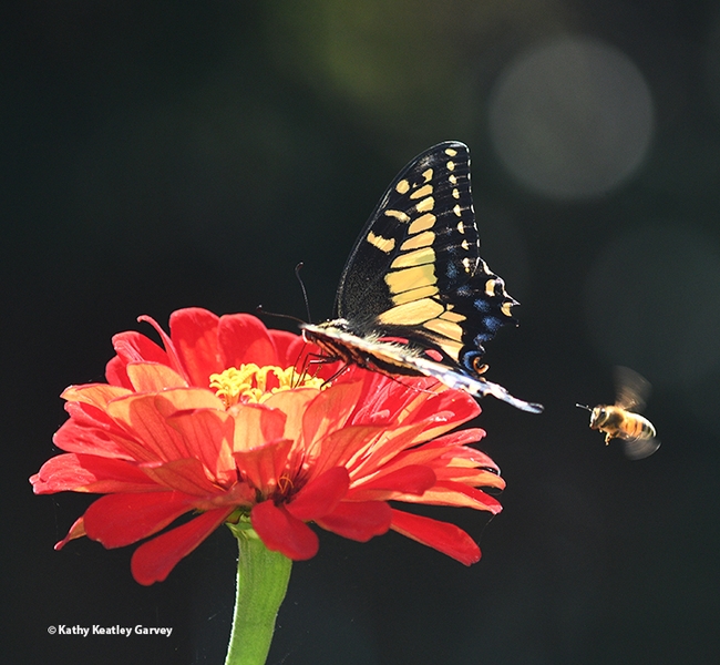 An Anise Swallowtail, sipping nectar from a red zinnia, seems unaware of a buzzing honey bee. (Photo by Kathy Keatley Garvey)