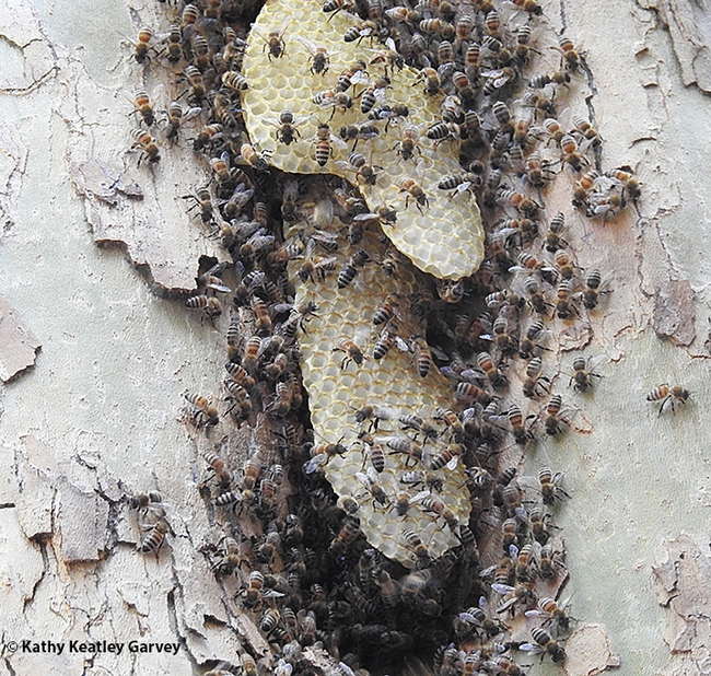 Close-up of a feral bee colony living a sycamore tree on the UC Davis campus. Image taken Sunday, Sept. 3, 2023. (Photo by Kathy Keatley Garvey)