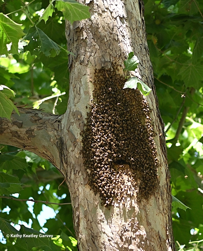 This was the hot-weather scene in July 2023 when bees bearded outside their home in a sycamore tree on the UC Davis campus. (Photo by Kathy Keatley Garvey)