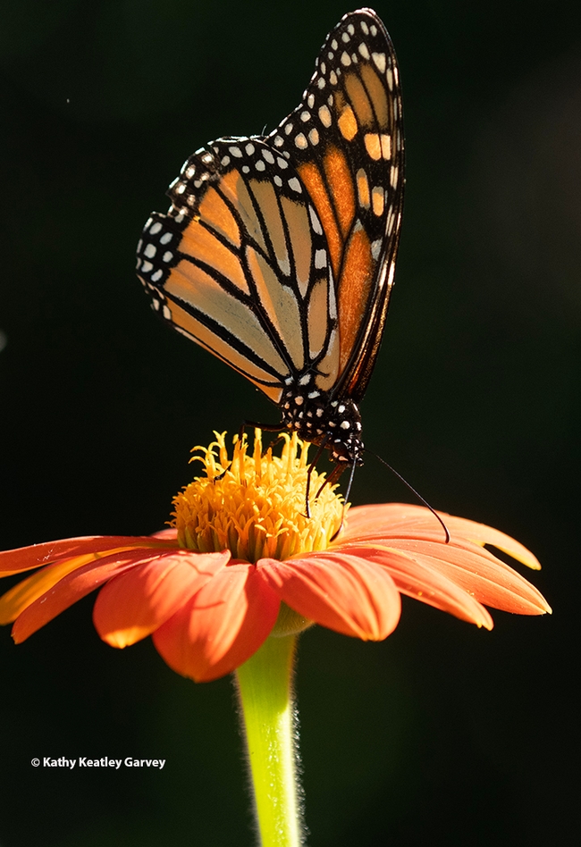 A male monarch nectaring on a Mexican sunflower, Tithonia rotundifola, in a Vacaville pollinator garden. (Photo by Kathy Keatley Garvey)