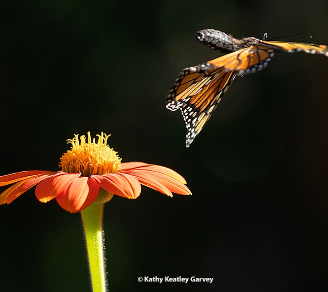 A few twists and turns, a jumble of colors and jagged lines, and the male monarch takes flight. (Photo by Kathy Keatley Garvey)