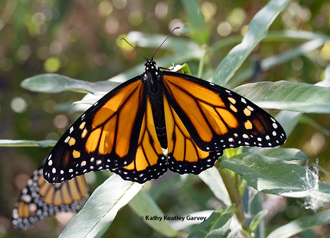 A newly eclosed male monarch spreads its wings. In the back is a female. Both eclosed on Sept. 5 in a Vacaville pollinator garden. (Photo by Kathy Keatley Garvey)