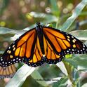 A newly eclosed male monarch spreads its wings. In the back is a female. Both eclosed on Sept. 5 in a Vacaville pollinator garden. (Photo by Kathy Keatley Garvey)