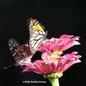 A painted lady, Vanessa cardui, touches down next to a male monarch, Danaus plexippus, on a pink zinnia in a Vacaville pollinator garden. (Photo by Kathy Keatley Garvey)