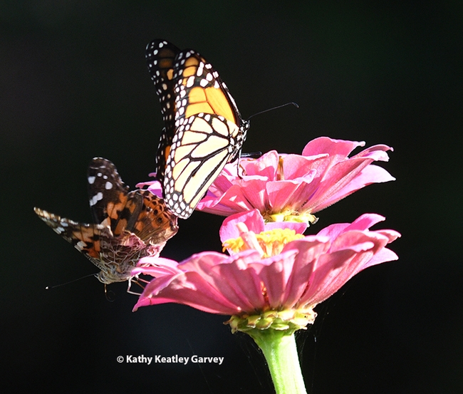 The male monarch lets the painted lady know that his advances are unwelcome. (Photo by Kathy Keatley Garvey)