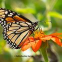 A monarch butterfly nectars on a Mexican sunflower (Tithonia rotundifola) in a Vacaville pollinator garden on Sept. 3, 2023. (Photo by Kathy Keatley Garvey)