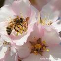 Honey bee pollinating almonds in Vacaville. (Photo by Kathy Keatley Garvey)
