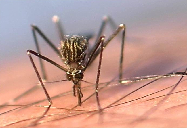 Aedes japonicus (Photo by  Ary Farajollahi)