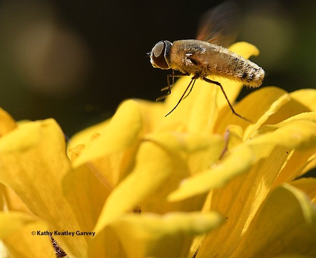 The bee fly hovers over a yellow zinina. (Photo by Kathy Keatley Garvey)