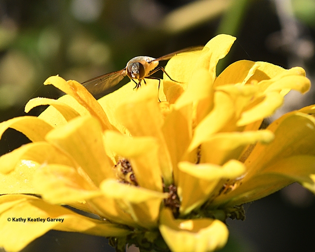 The bee fly sips nectar from the zinnia. (Photo by Kathy Keatley Garvey)