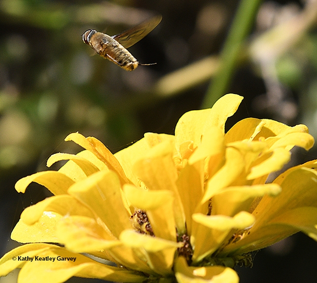 The bee fly takes flight. (Photo by Kathy Keatley Garvey)